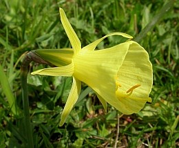 Hoop-petticoat Daffodil - Narcissus bulbocodium ssp. citrinus © Teresa Farino